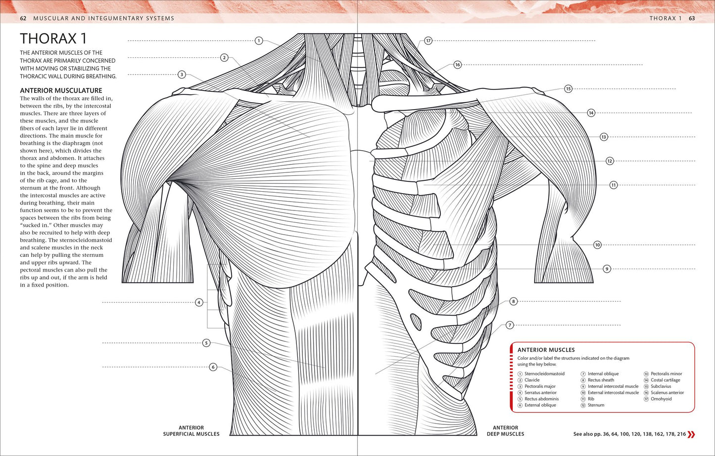 The Human Body Coloring Book