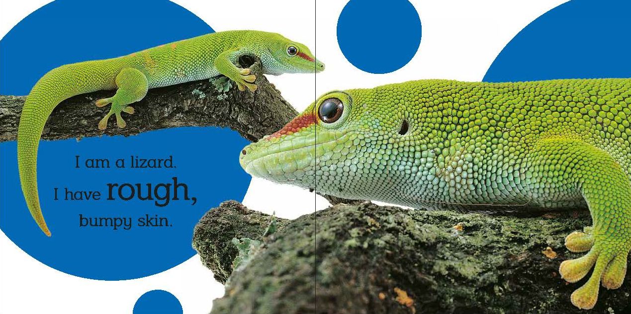 Touch and Feel: Wild Animals