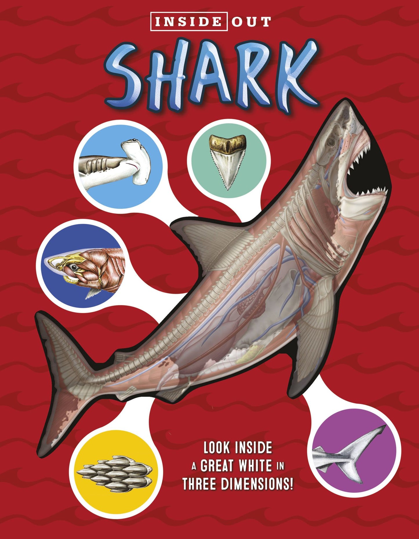 Inside Out Sharks: Look inside a great white in three dimensions!