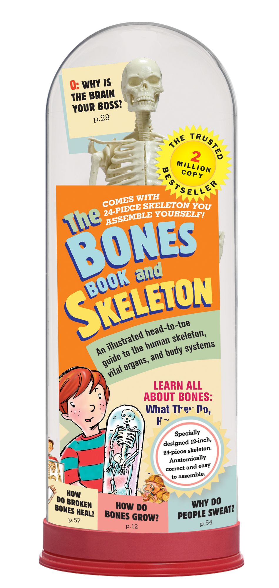 Bones Book And Skeleton