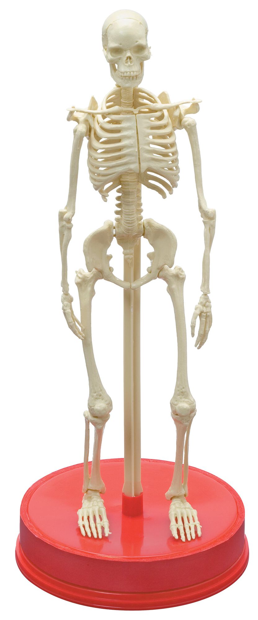 Bones Book And Skeleton