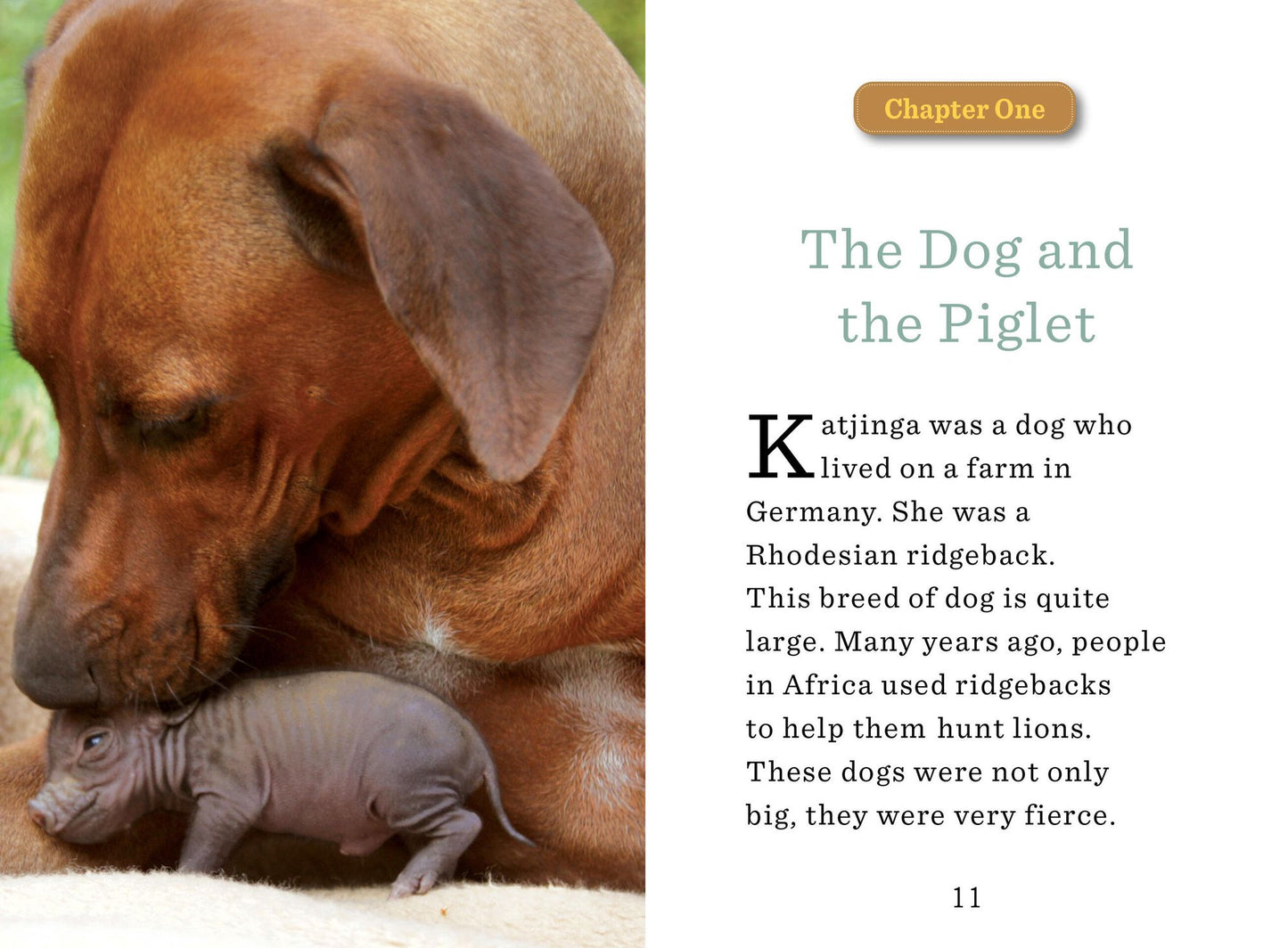 Unlikely Friendships for Kids: The Dog & The Piglet: And Four Other Stories of Animal Friendships