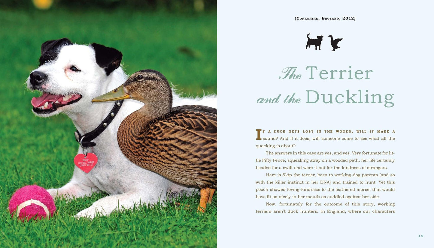 Unlikely Loves: 43 Heartwarming True Stories from the Animal Kingdom