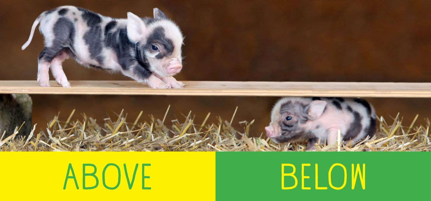 Pocket Piggies Opposites!: Featuring the Teacup Pigs of Pennywell Farm