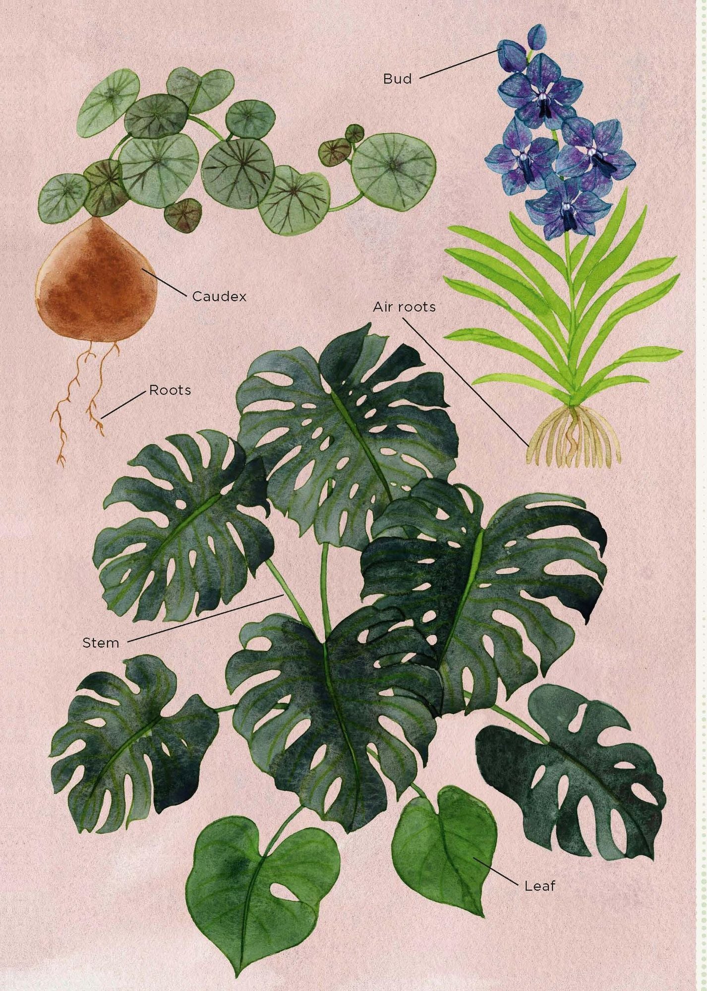 The Junior Plant Lover's Handbook: A Green-Thumb Guide for Kids