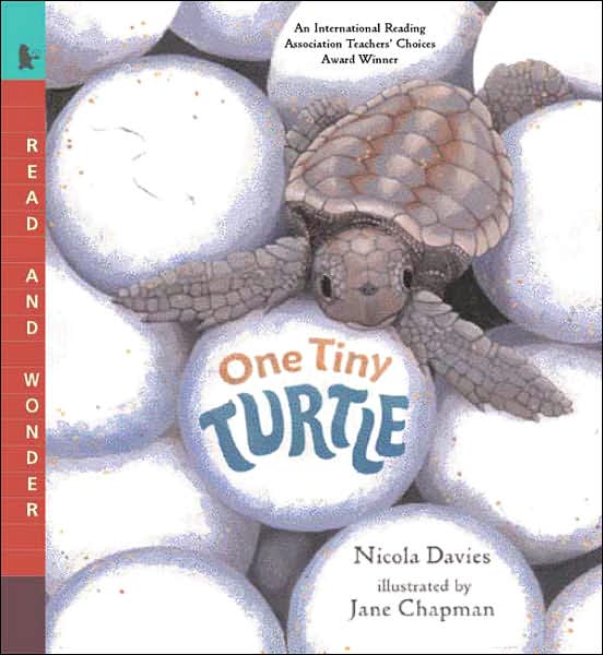 One Tiny Turtle (Read and Wonder Series)