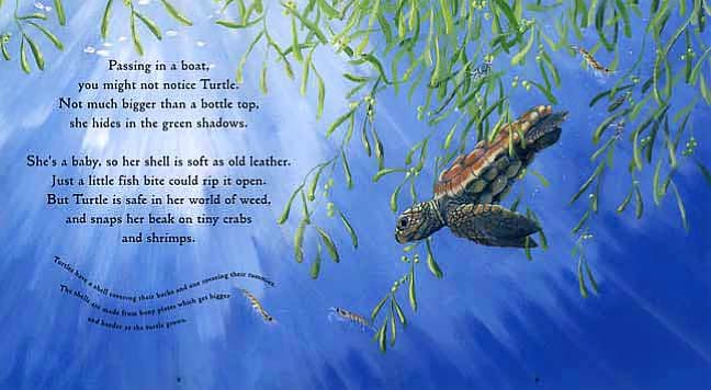 One Tiny Turtle (Read and Wonder Series)