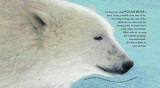 Ice Bear: In the Steps of the Polar Bear (Read and Wonder Series)