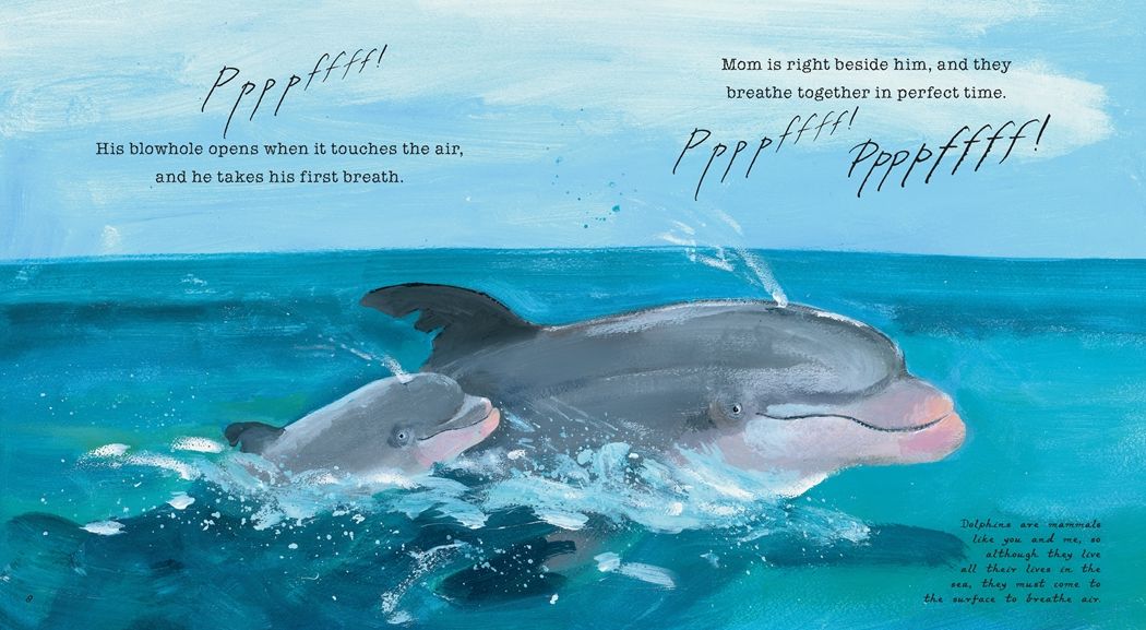 Dolphin Baby!