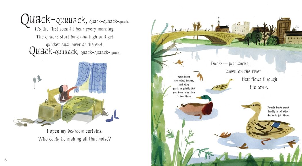 Just Ducks!
