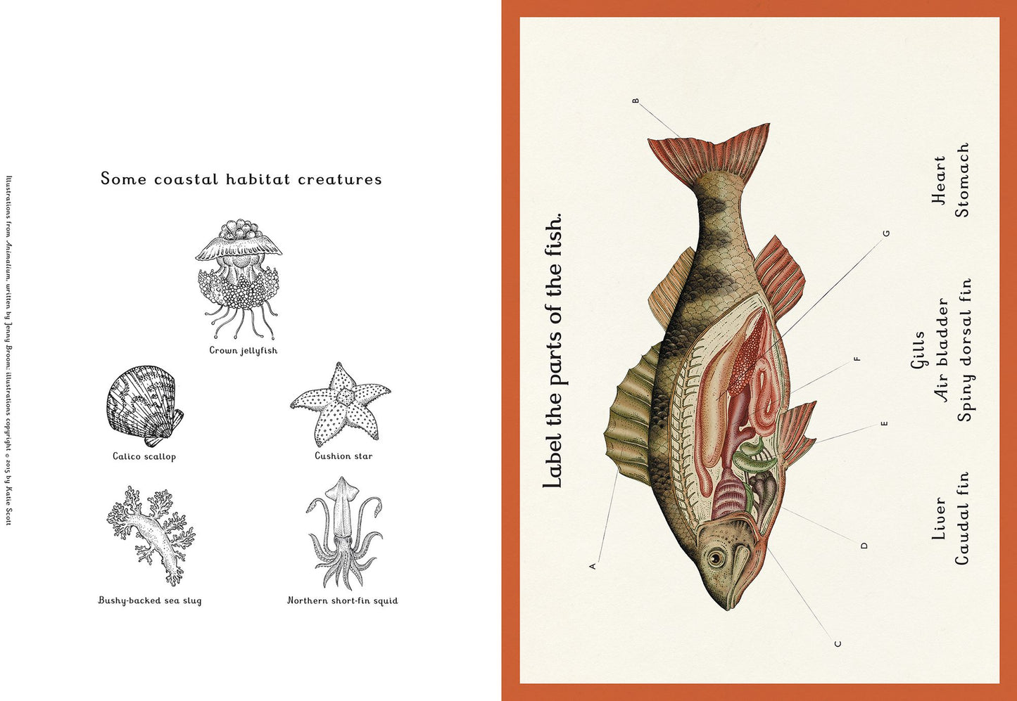 Animalium Activity Book