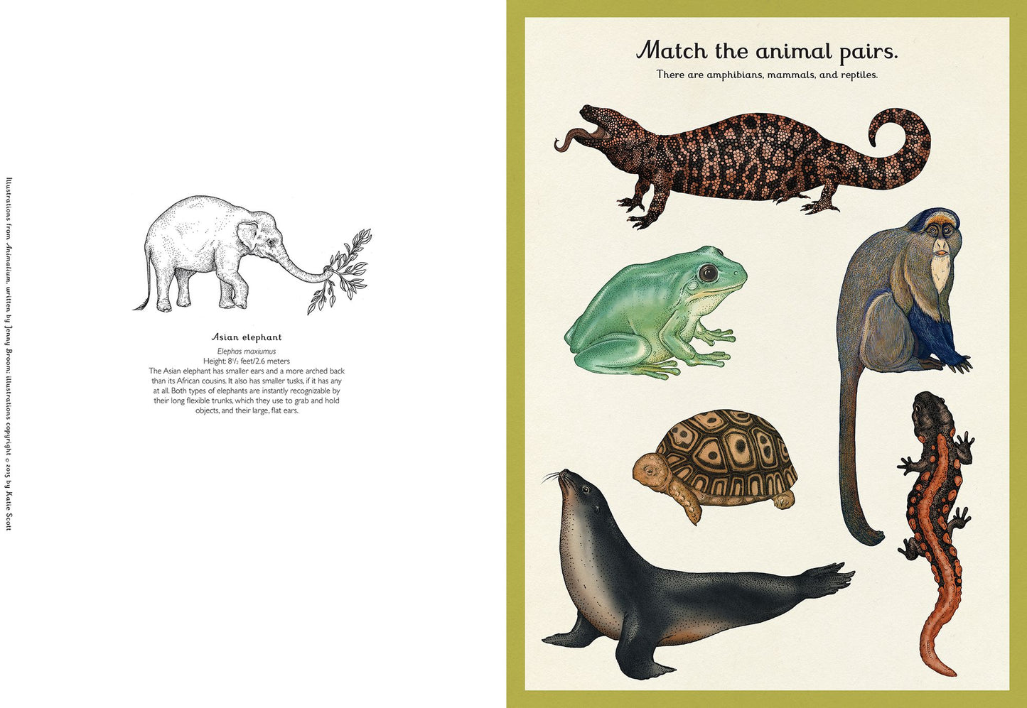 Animalium Activity Book