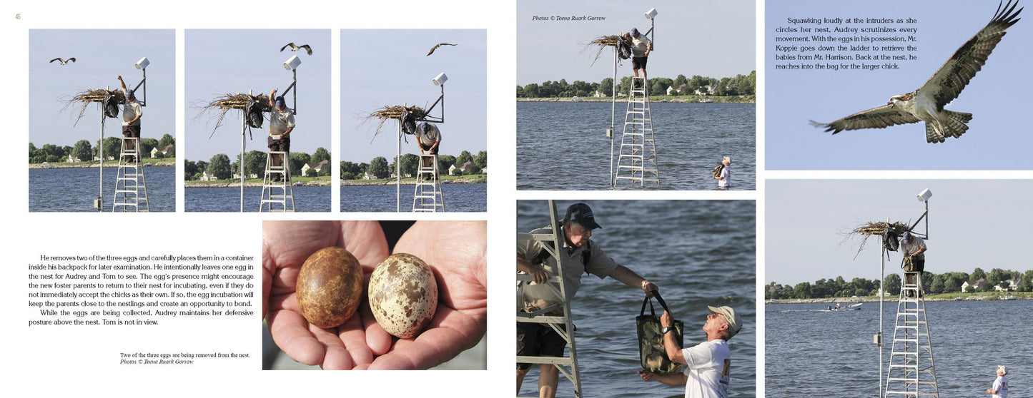 Inside an Osprey's Nest: A Photographic Journey Through Nesting Season