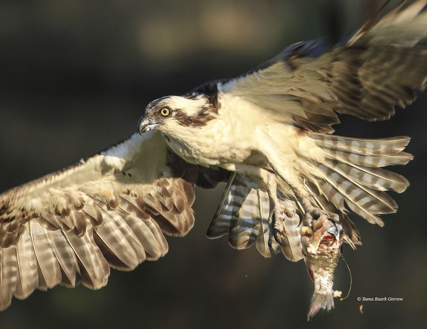 Inside an Osprey's Nest: A Photographic Journey Through Nesting Season