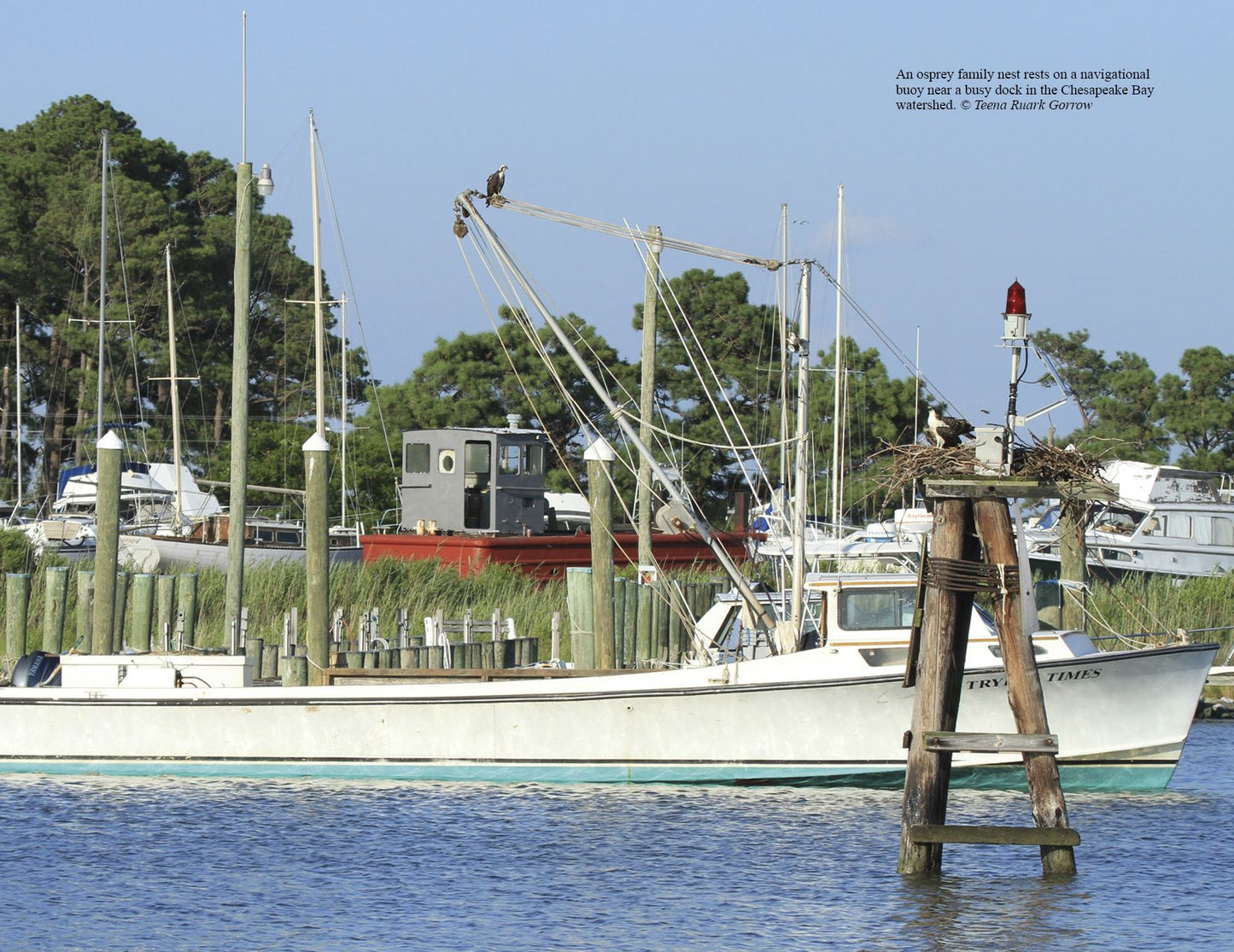 Inside an Osprey's Nest: A Photographic Journey Through Nesting Season