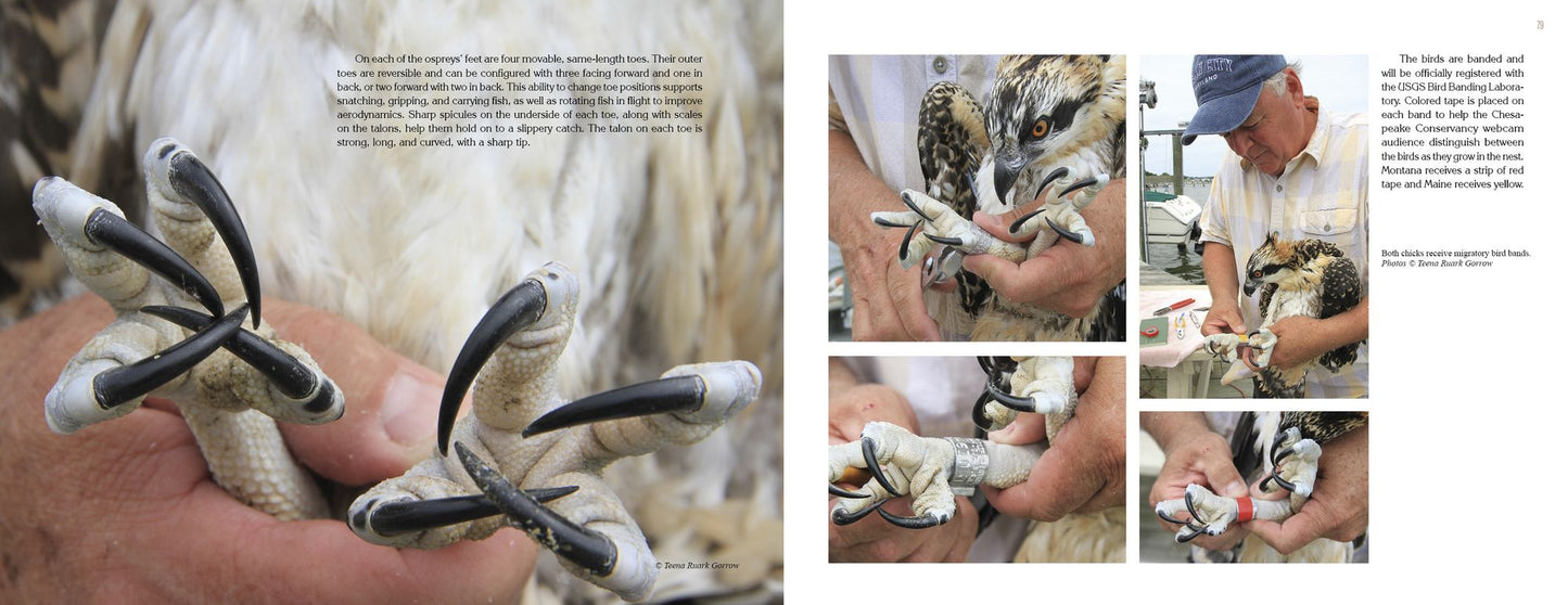 Inside an Osprey's Nest: A Photographic Journey Through Nesting Season