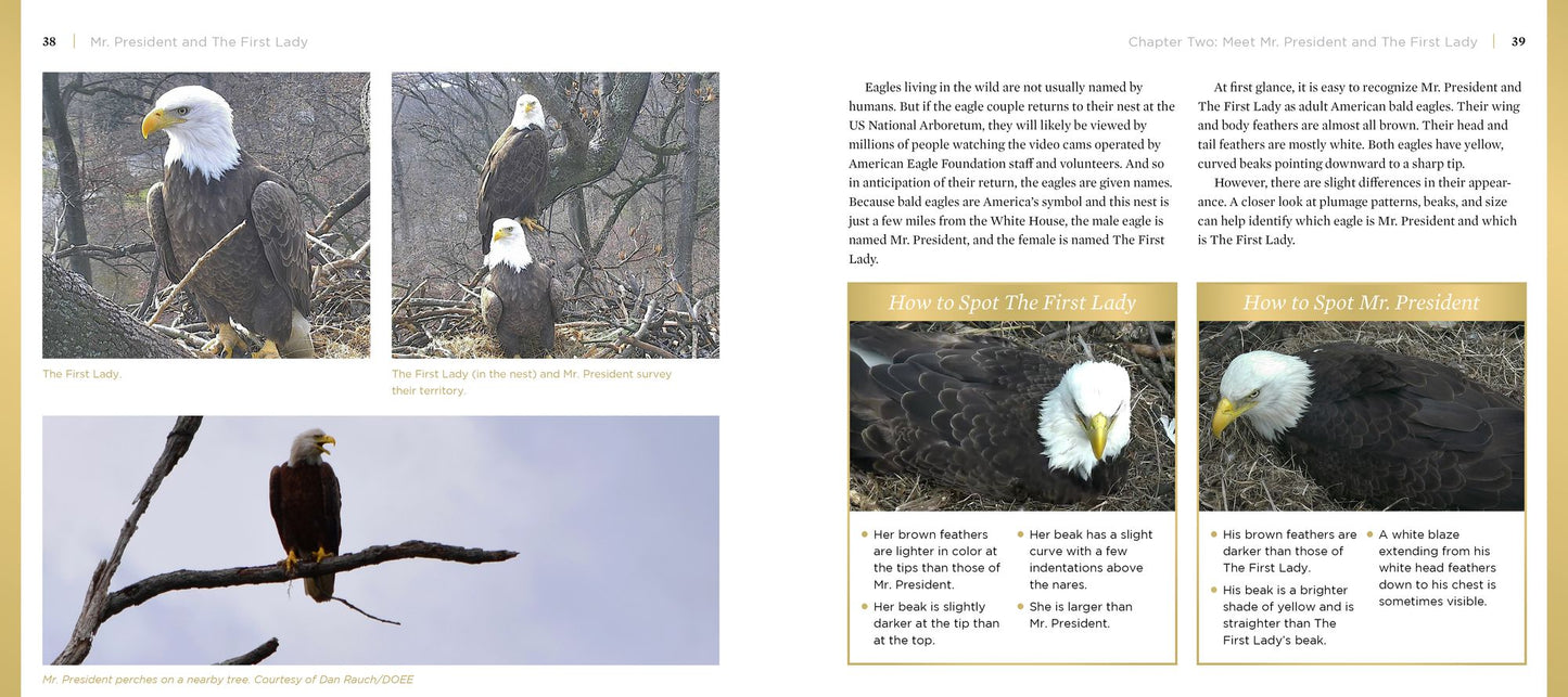 Mr. President and the First Lady: The DC Eagle CAM Project