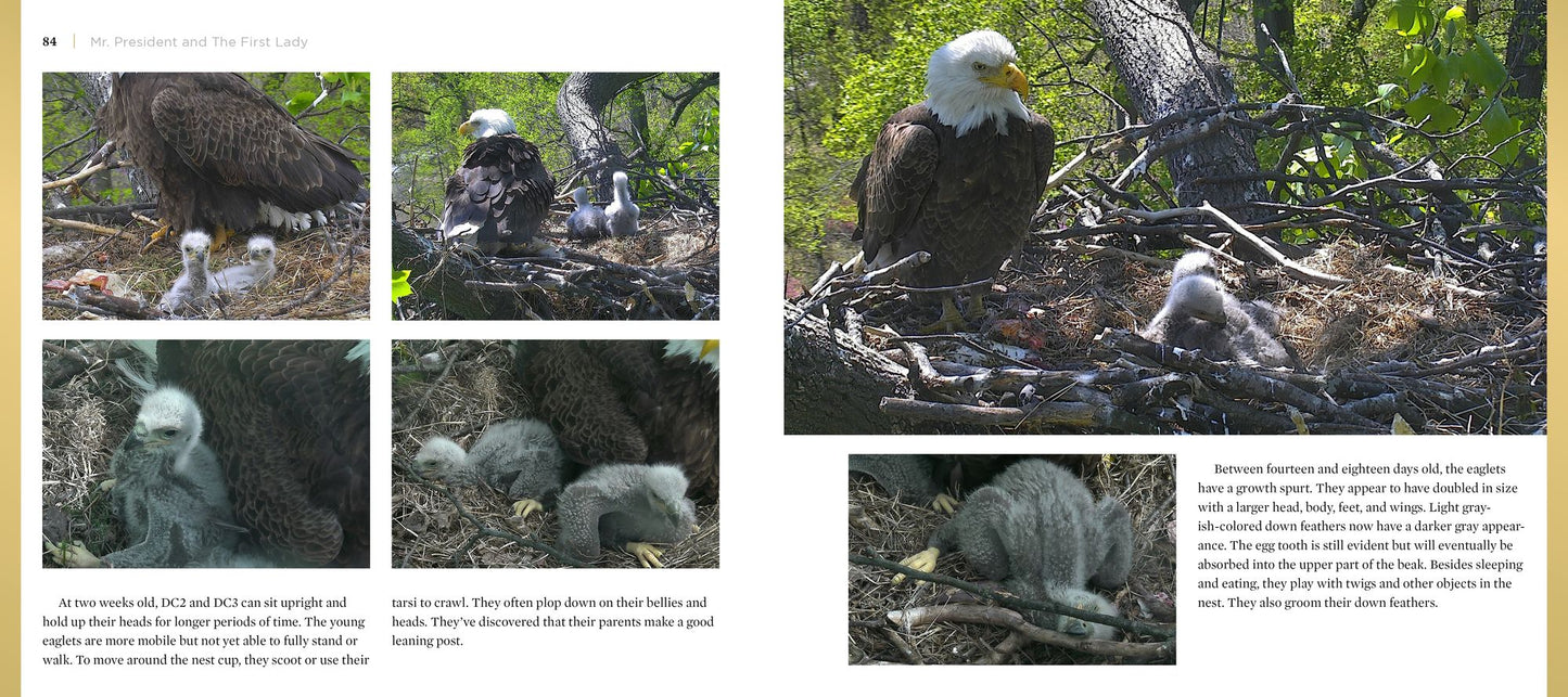Mr. President and the First Lady: The DC Eagle CAM Project