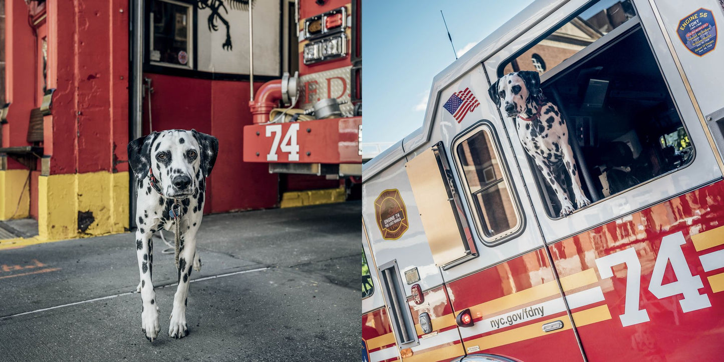Paws of Firefighters: The Dogs & Other Animals of New York Firehouses