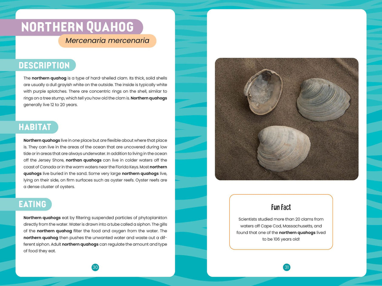 Seashells of the Jersey Shore: Identify and Learn about the Shells You Find on the Beach