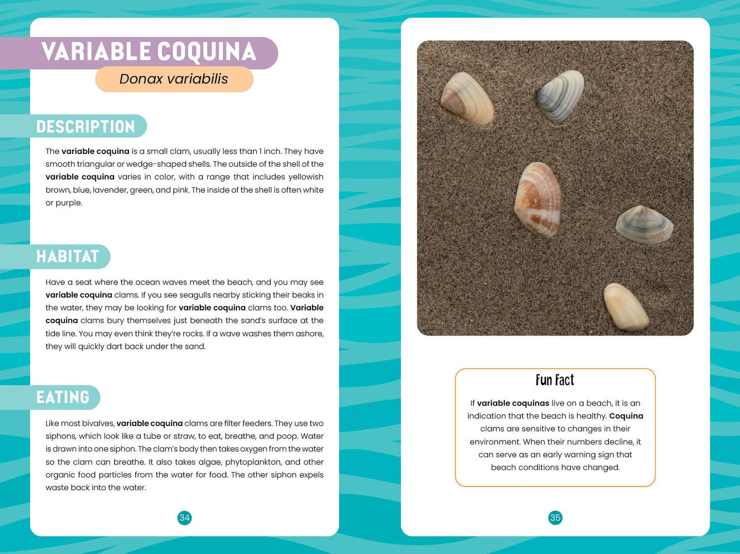 Seashells of the Jersey Shore: Identify and Learn about the Shells You Find on the Beach