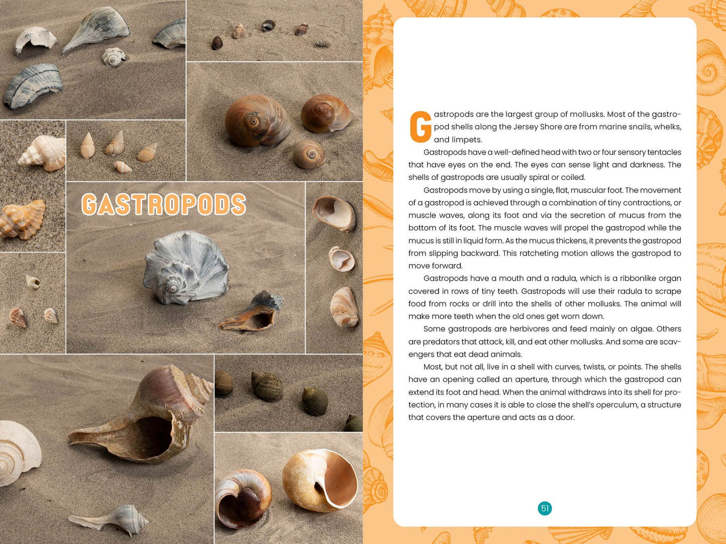 Seashells of the Jersey Shore: Identify and Learn about the Shells You Find on the Beach