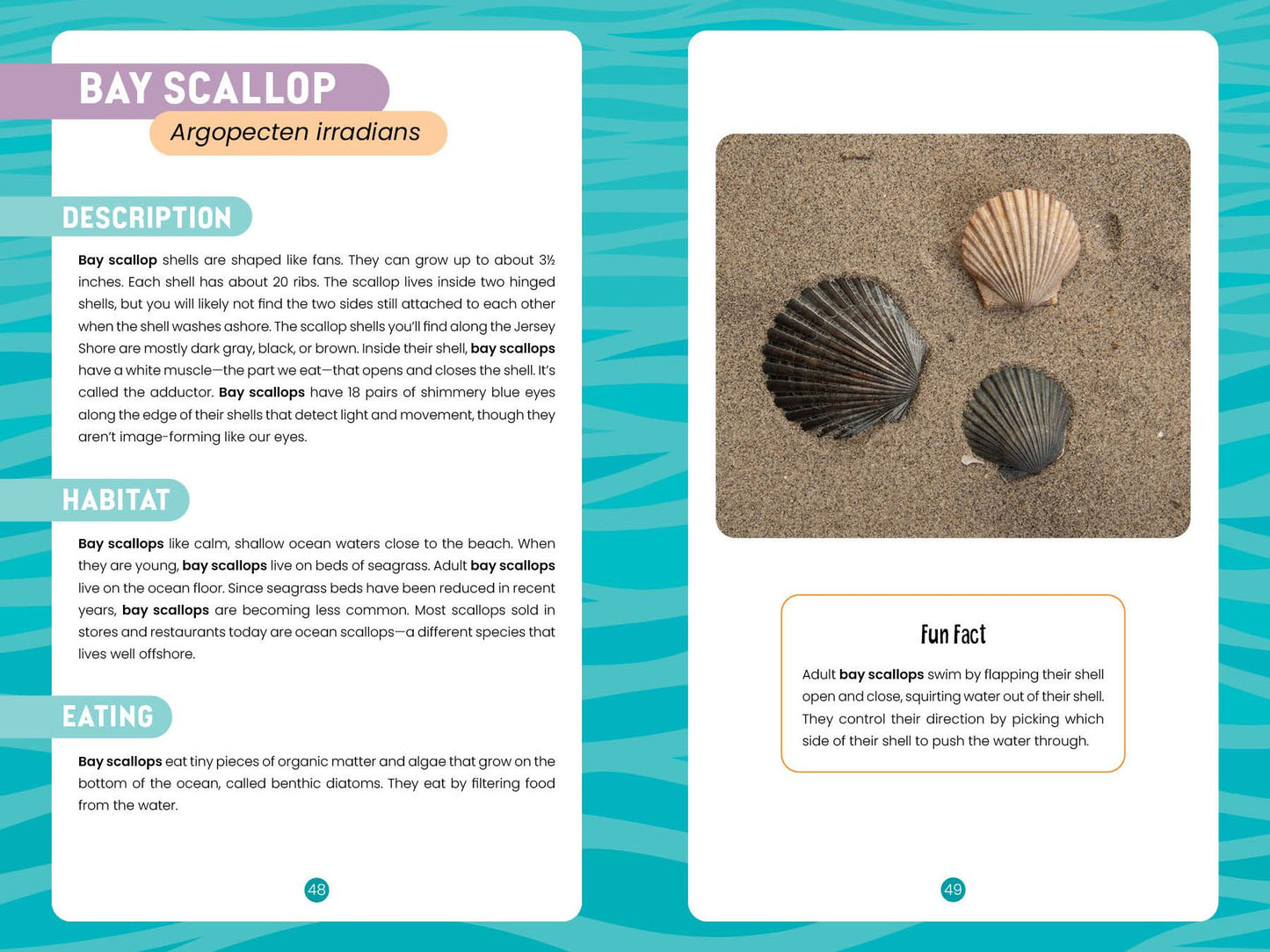 Seashells of the Jersey Shore: Identify and Learn about the Shells You Find on the Beach