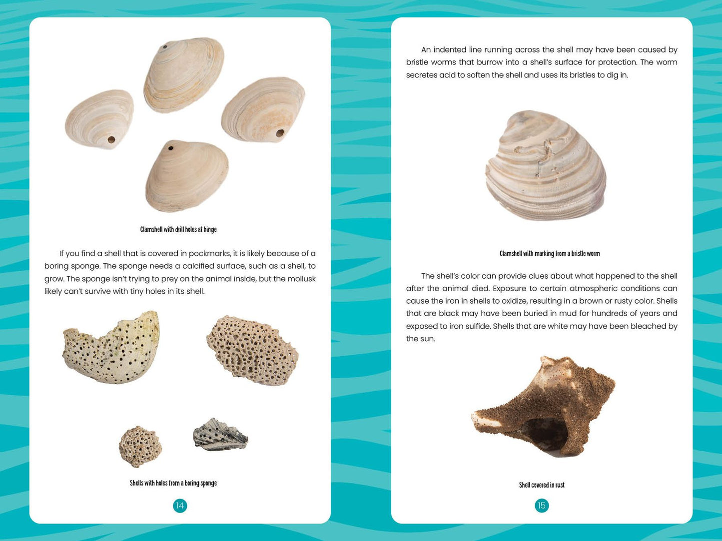 Seashells of the Jersey Shore: Identify and Learn about the Shells You Find on the Beach
