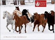Horses of Winter Holiday Cards