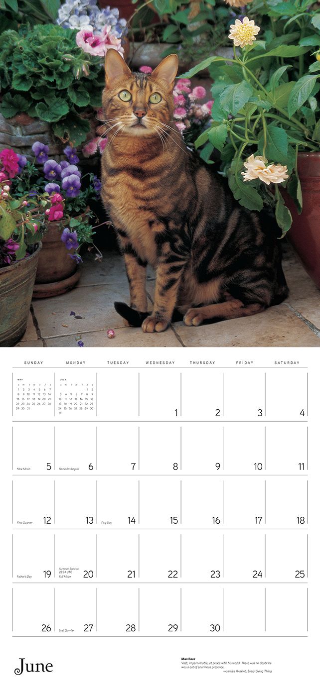 2016 A Cat In The Garden Wall Calendar