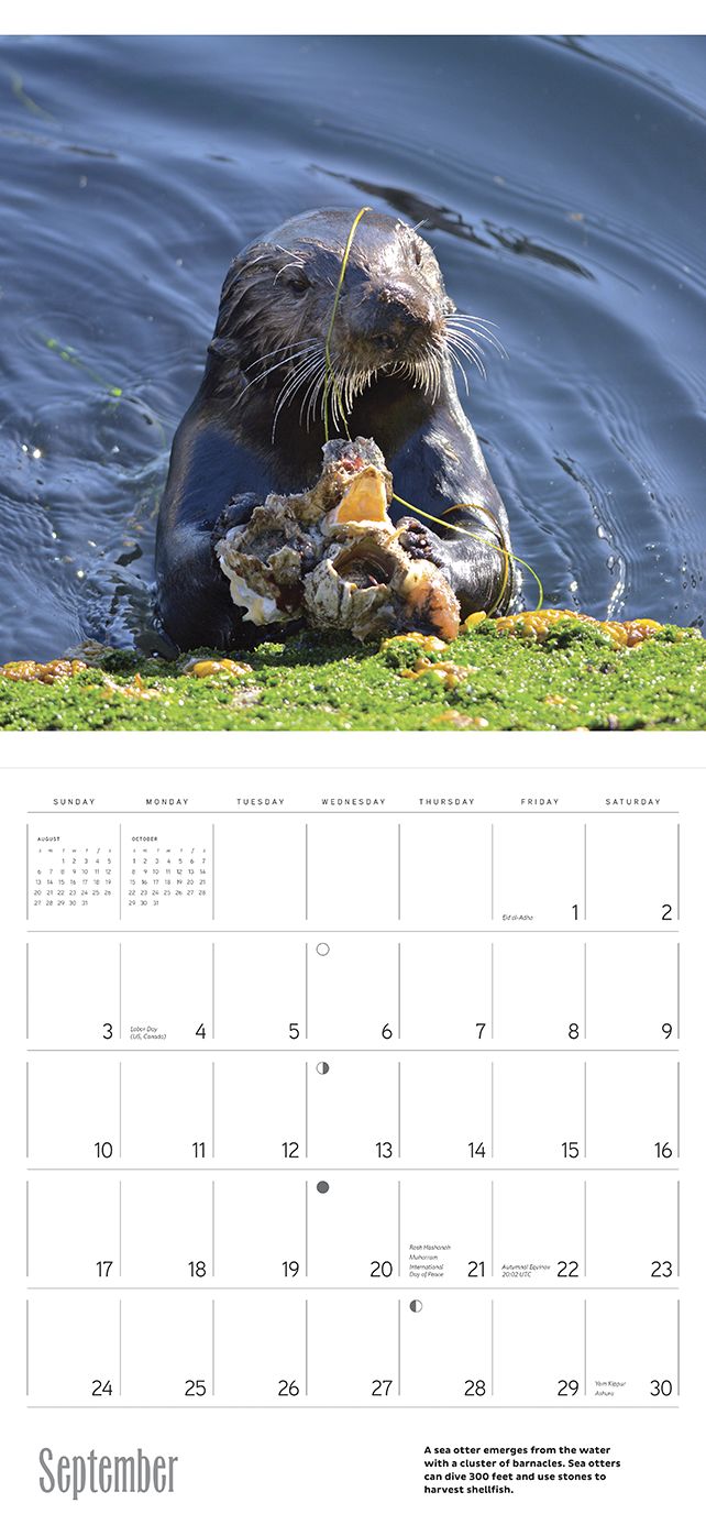 2017 Sea Otters Wall Calendar