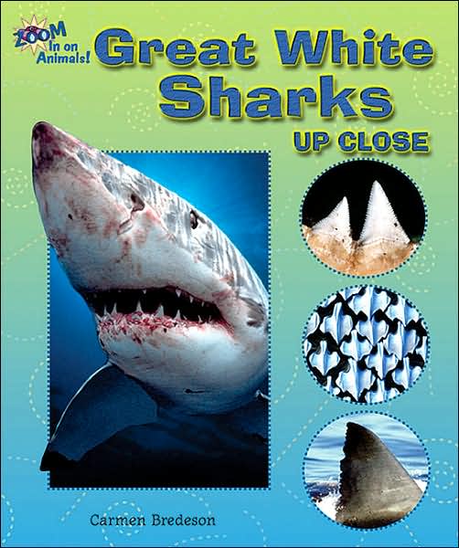 Great White Sharks up Close