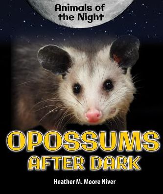 Opossums After Dark