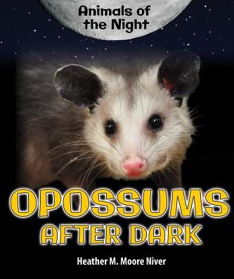Opossums After Dark