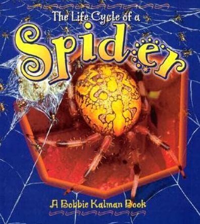 The Life Cycle of a Spider