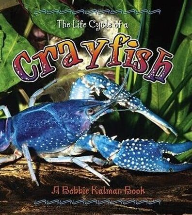 The Life Cycle of a Crayfish