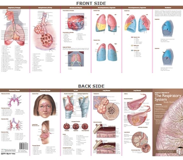 Anatomical Chart Company's Illustrated Pocket Anatomy: Anatomy & Disorders of The Respiratory System Study Guide