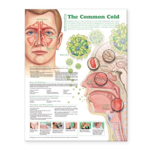 Understanding the Common Cold Anatomical Chart