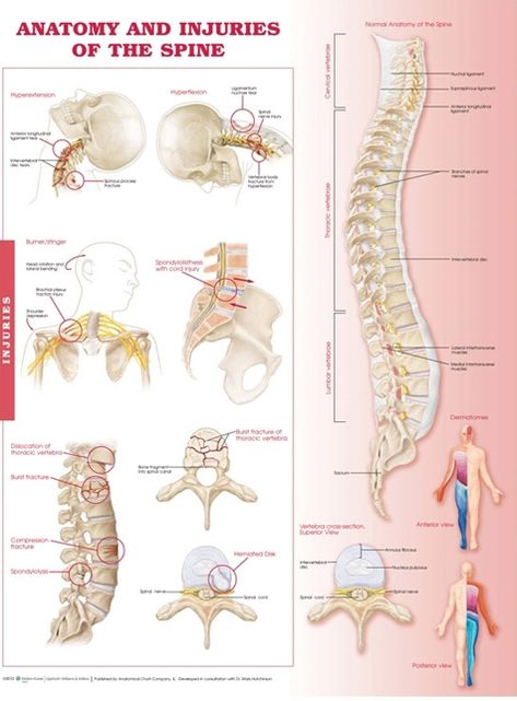 Anatomy and Injuries of the Spine: Anatomical Chart