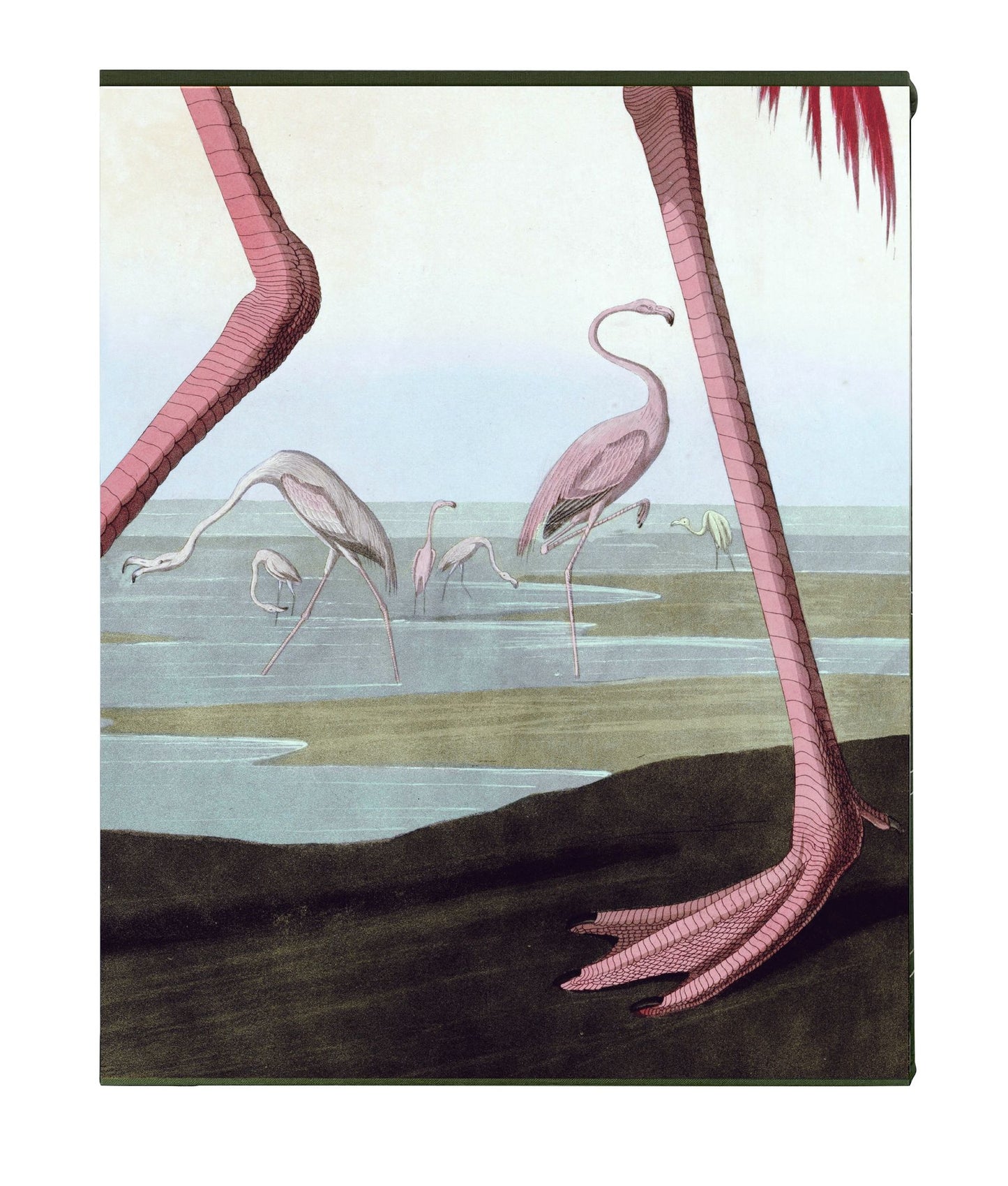 Audubon's Birds of America: Baby Elephant Folio