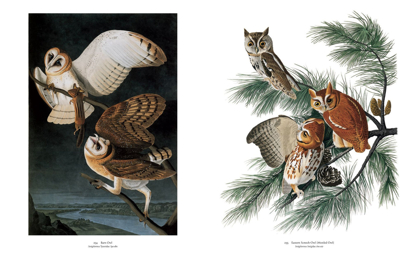 Audubon's Birds of America: Baby Elephant Folio