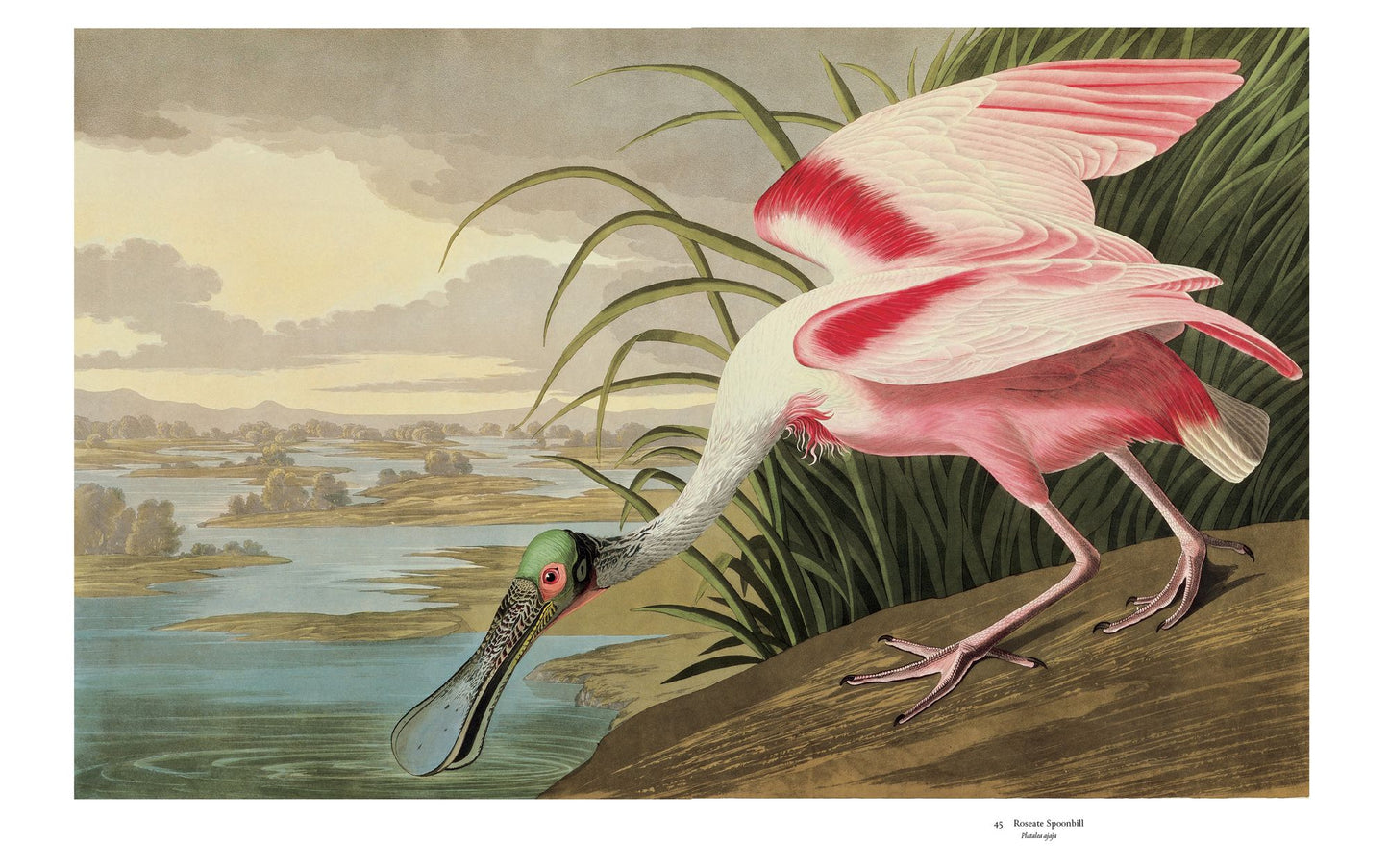 Audubon's Birds of America: Baby Elephant Folio
