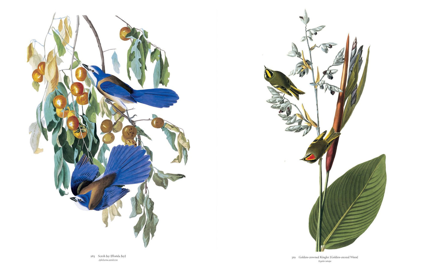 Audubon's Birds of America: Baby Elephant Folio