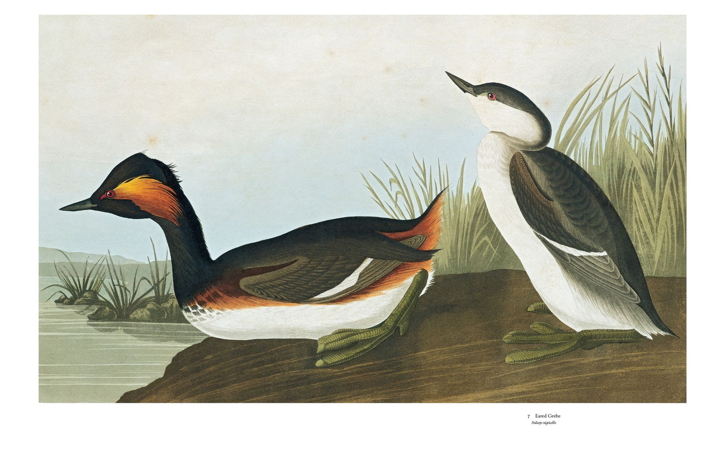 Audubon's Birds of America: Baby Elephant Folio