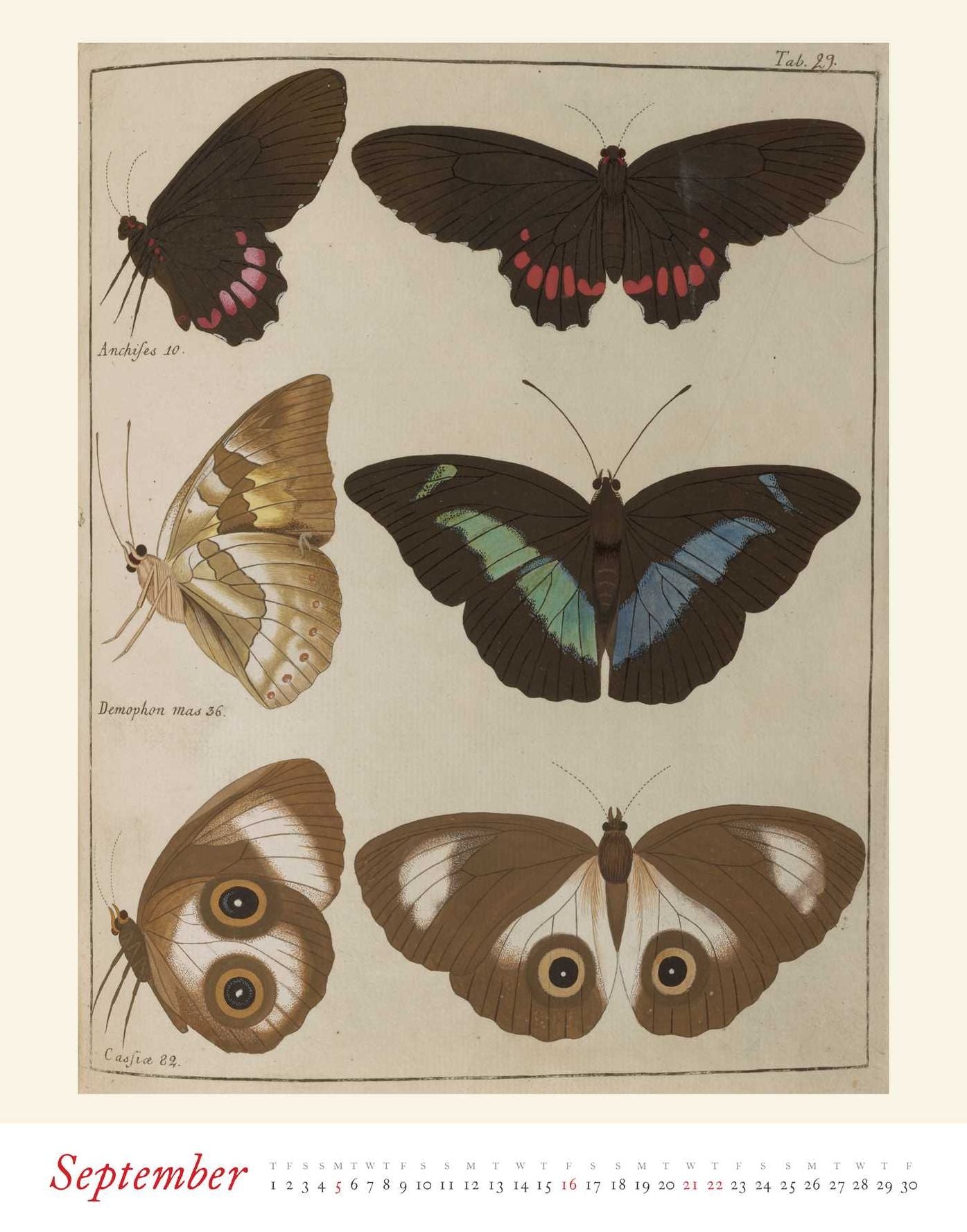 2016 Butterflies Boxed Posters Calendar