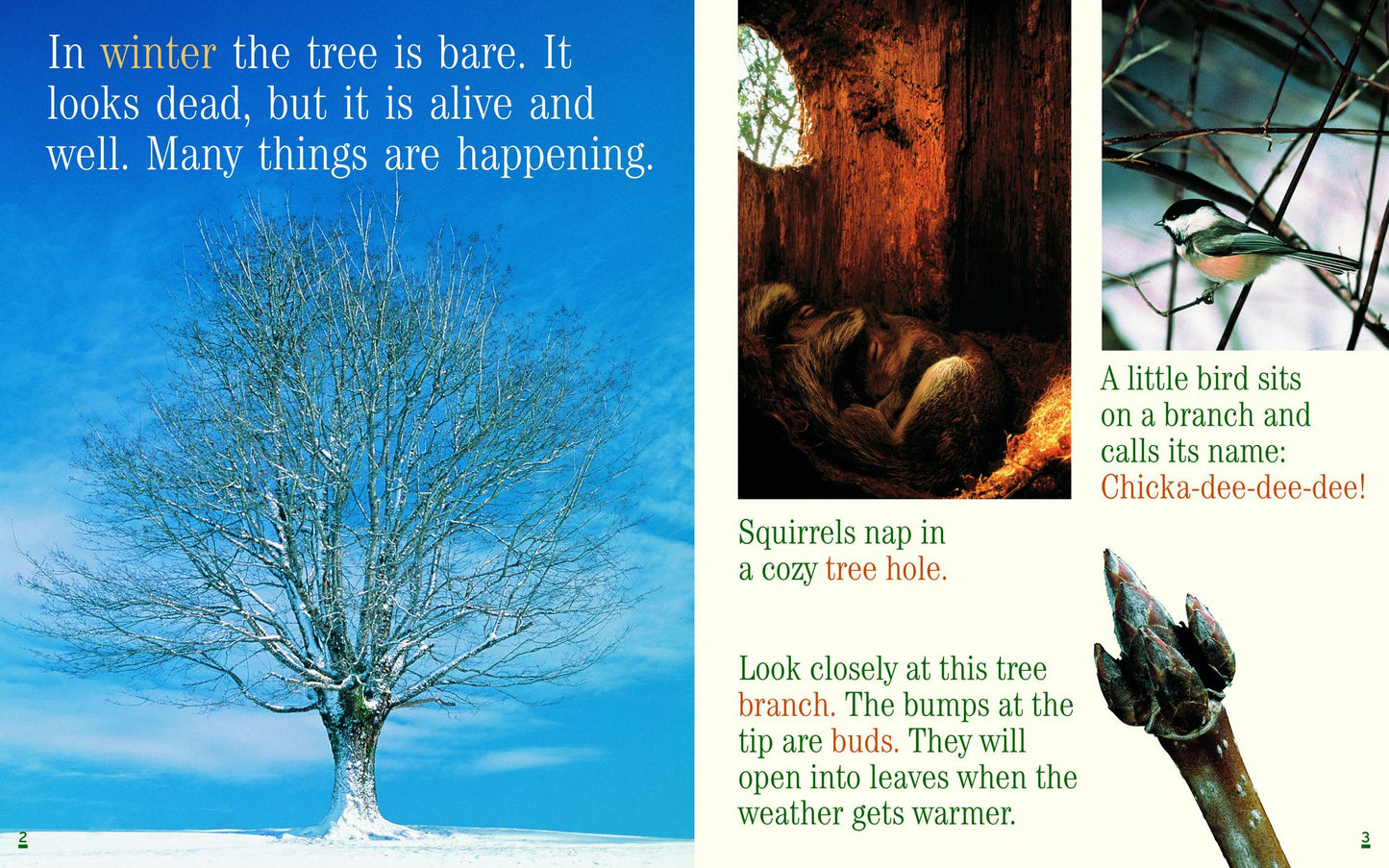 Tree for All Seasons