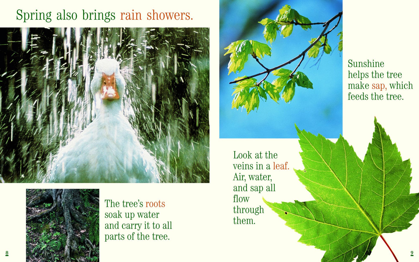 Tree for All Seasons
