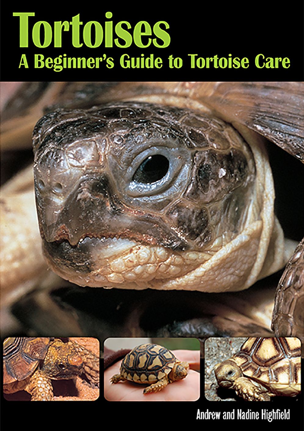 Tortoises: A Beginner's Guide to Tortoise Care