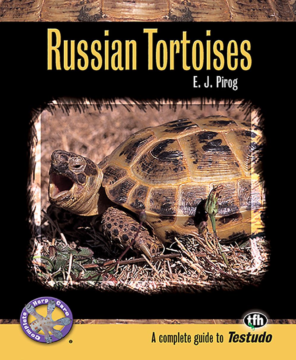 Russian Tortoises: A Complete Guide to Testudo