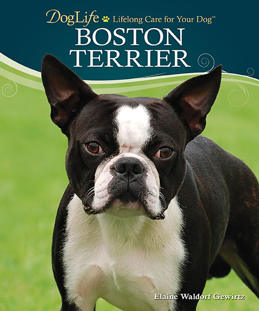 Boston Terrier
